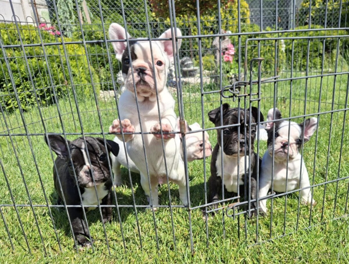 Francuzsky buldog šteniatka