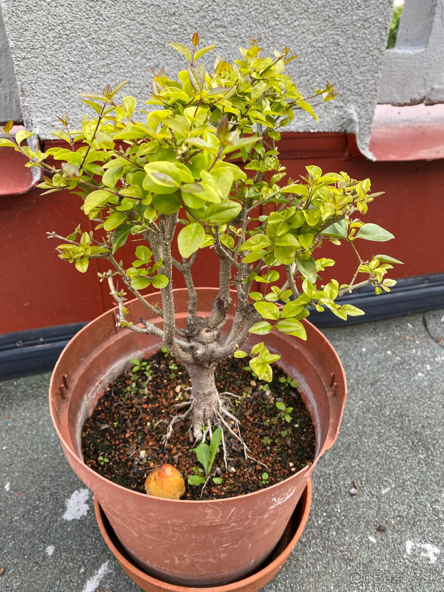 Ligustrum Vtáčí Zob bonsaj