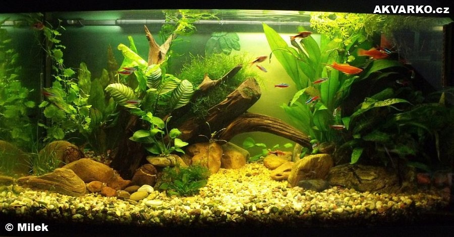 ZNIZENA CENA 60L akvarium