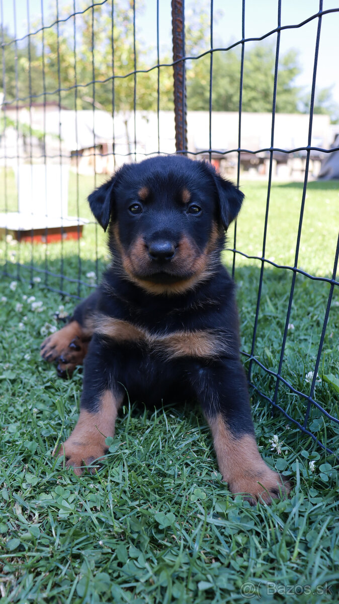 Beauceron - francouzský ovčák -  štěňátka s PP