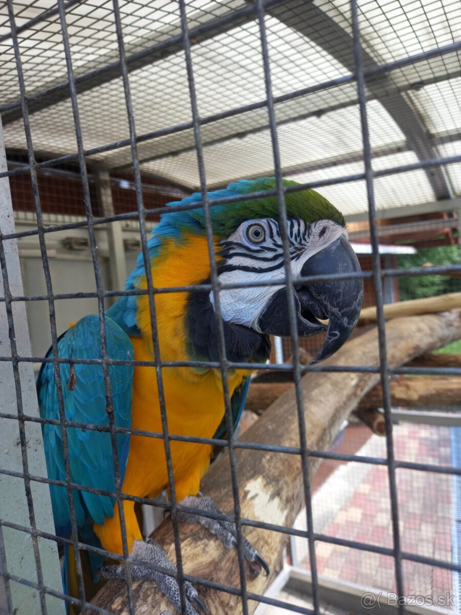 Ara Ararauna