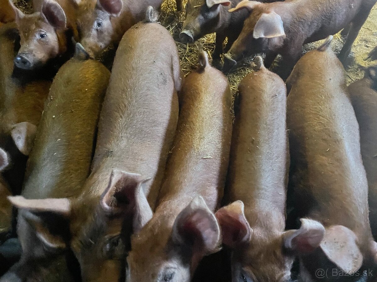 Durok x mangalica odstavcata