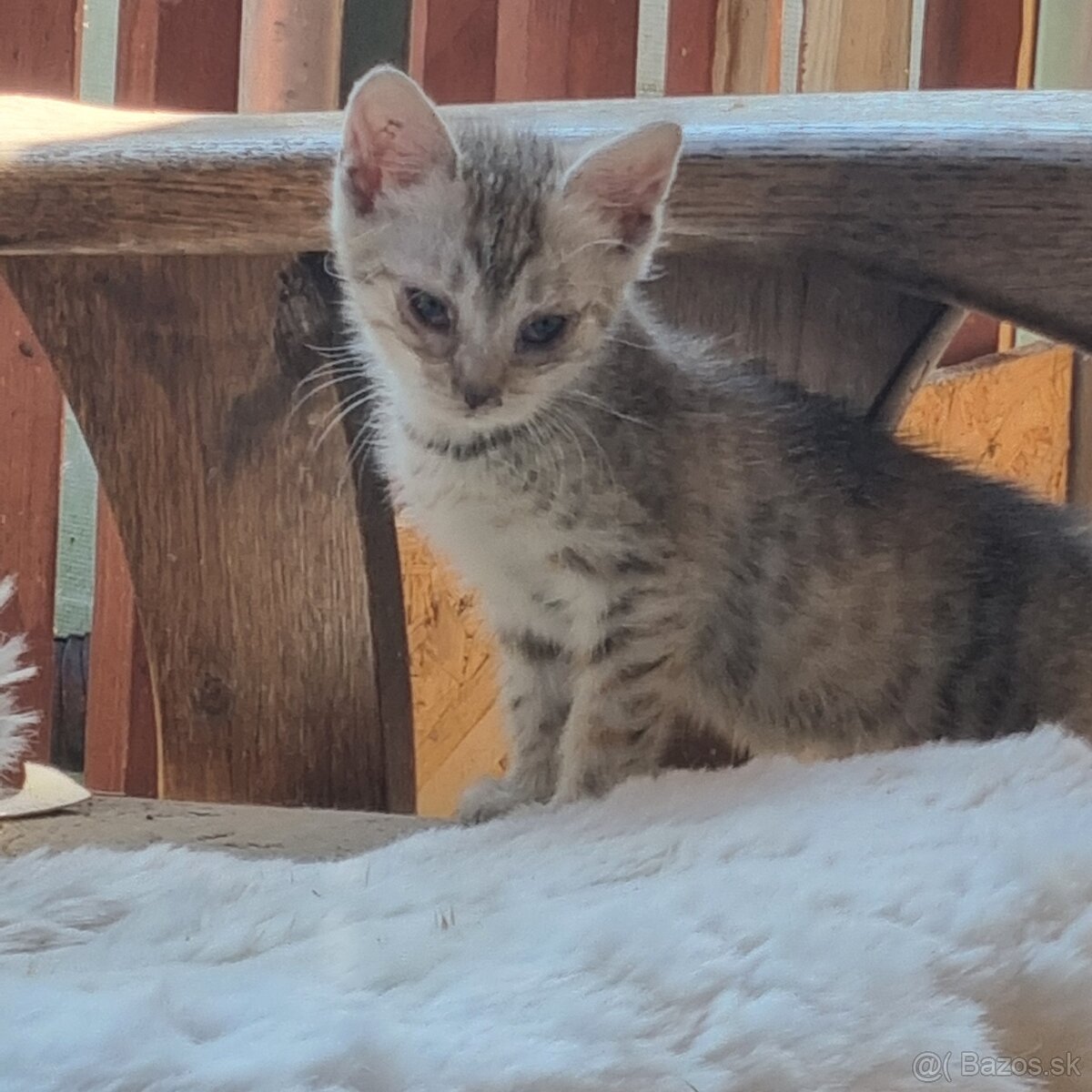 Maciatka