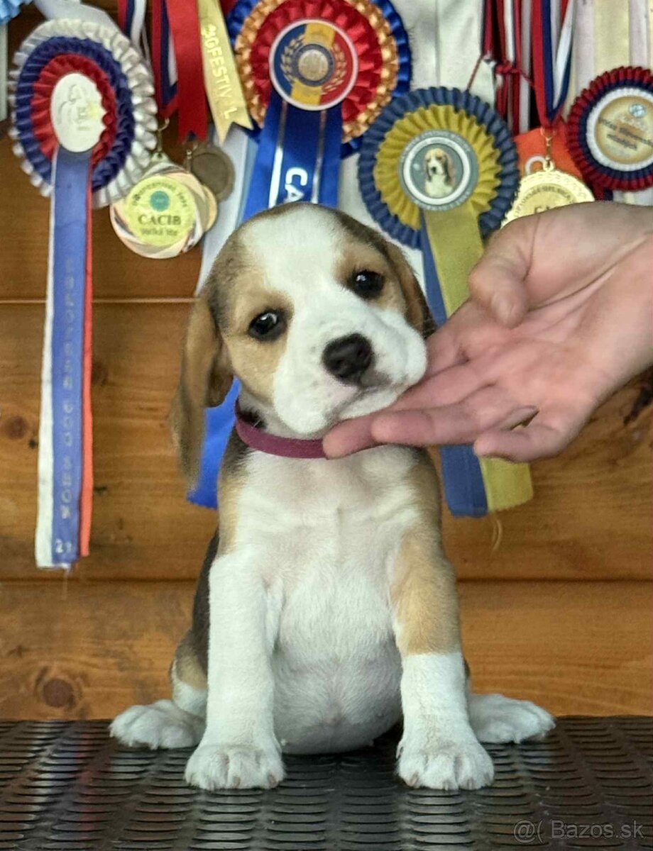 Bigel, bigl, beagle s PP /FCI/