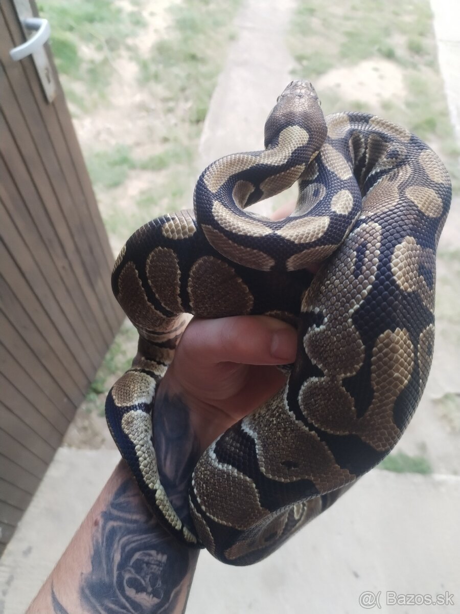 Python regius