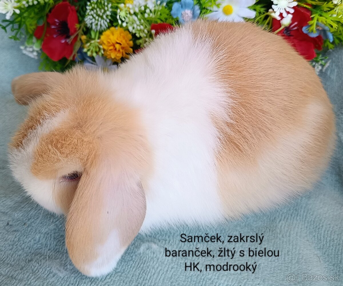 Zakrslý baranček s VP samček žltý s bielou HK