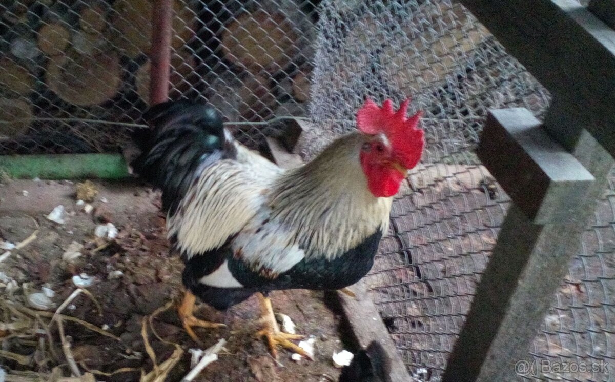 Velsumka zdrobnela ..strieborno krka, Forverka.