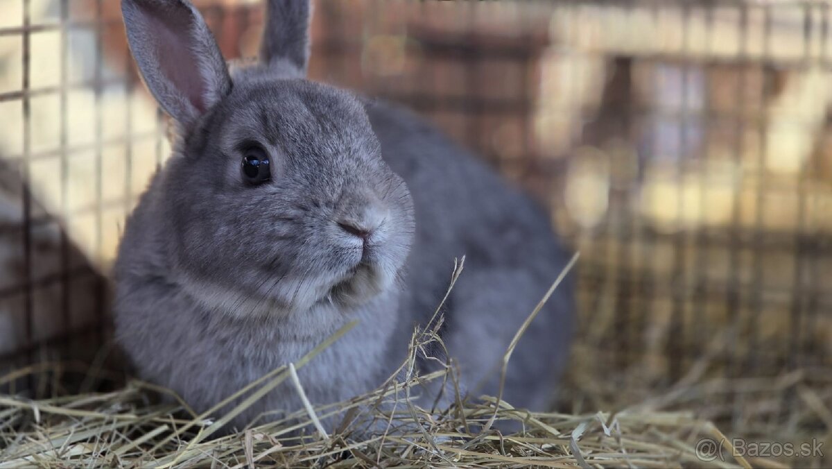 Zakrslý králik