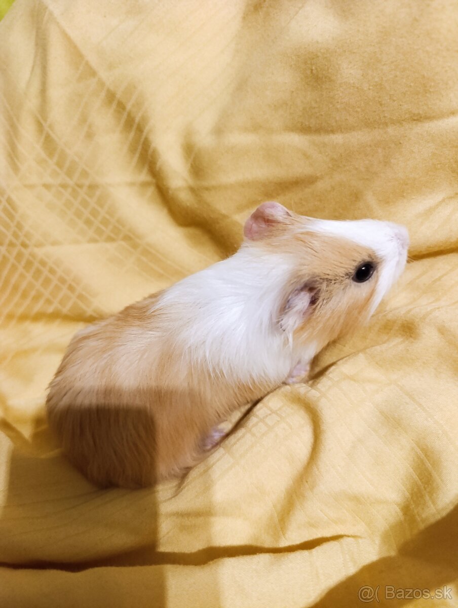 Darujeme morské prasiatka