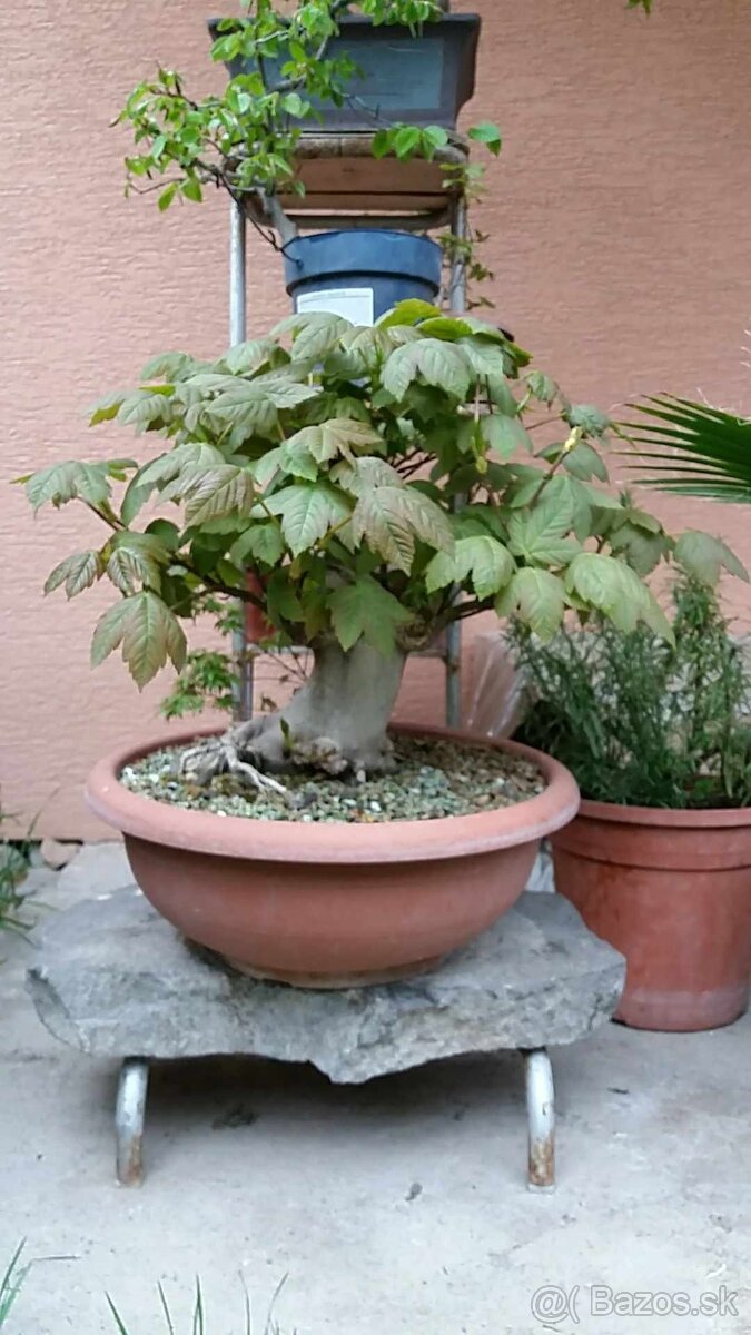 bonsai,bonsaj-JAVOR HORSKÝ