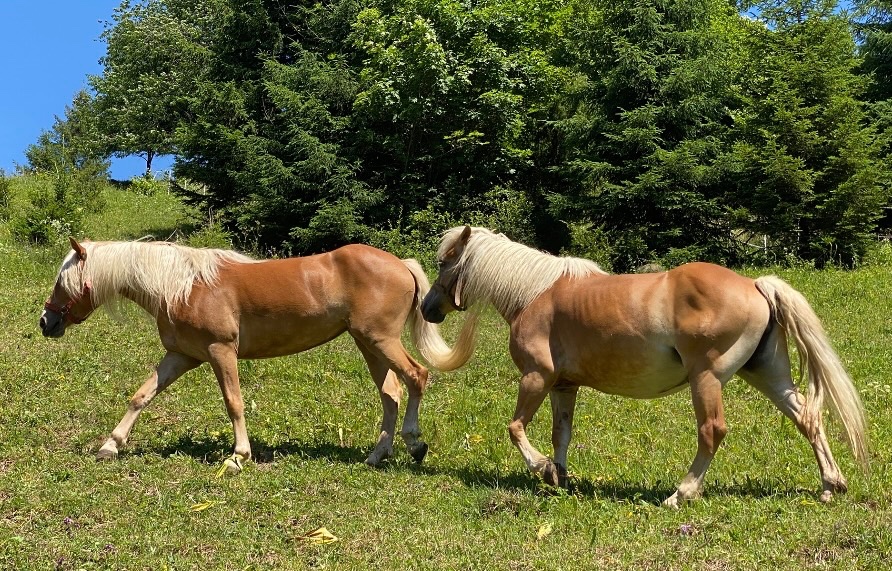 Predám kobylu žrebná  krásna chovnú Hafling