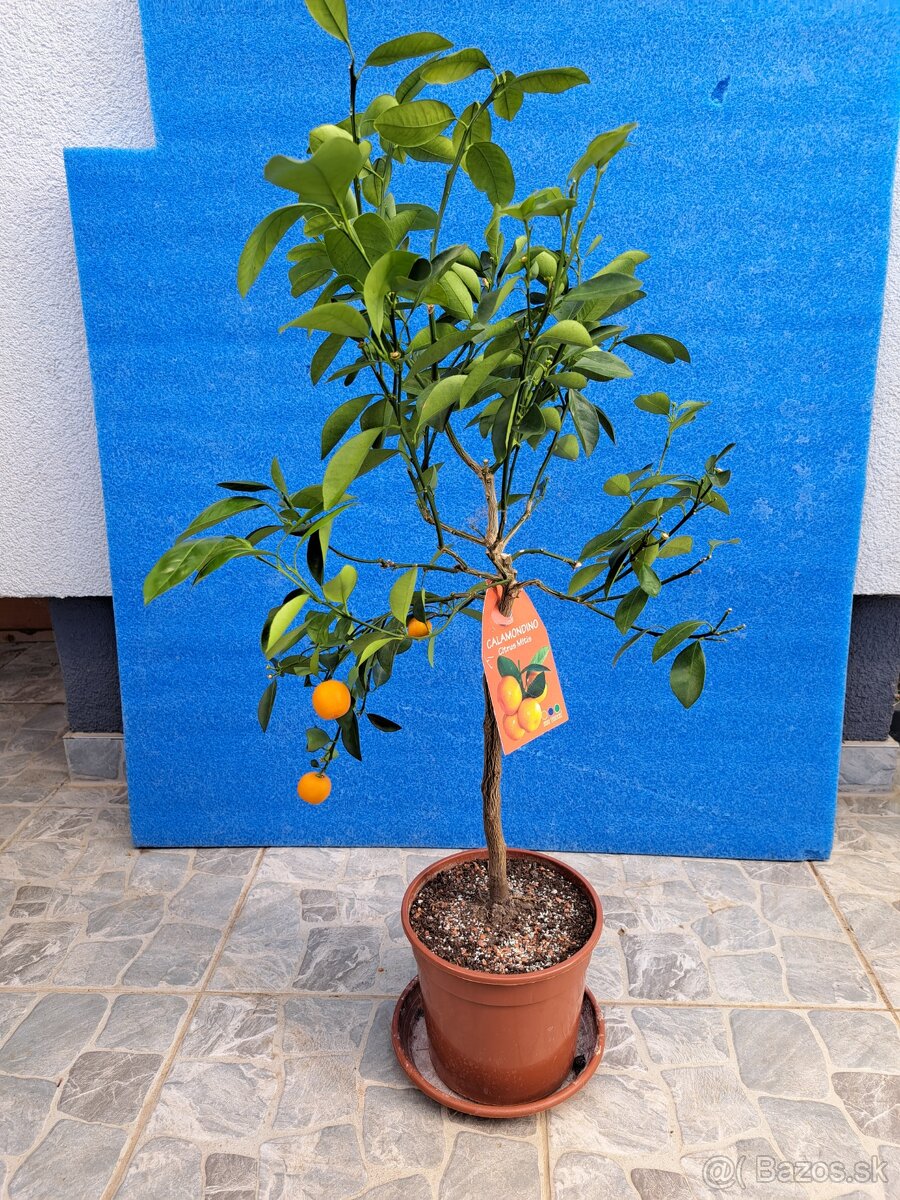 Citrus mitis mandarínka