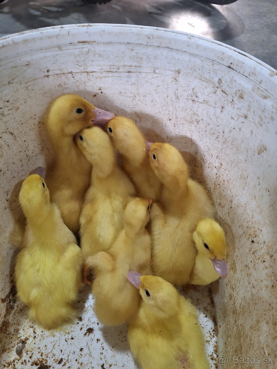 Pekingske kacice brojlerove