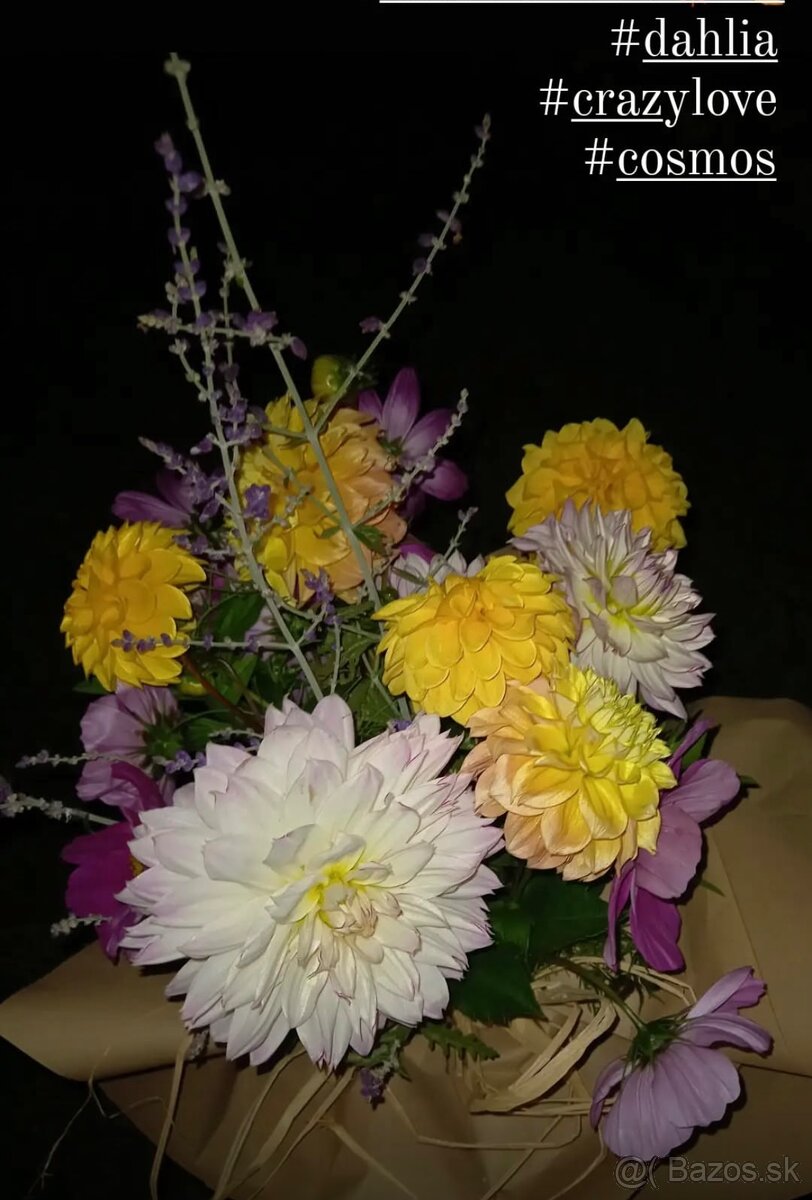 Hľuzy Dahlia - georgína
