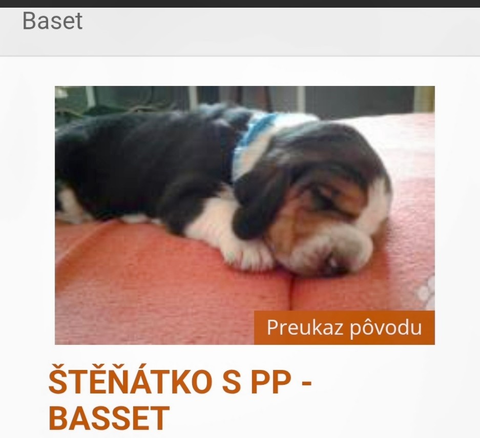 Kúpim šteniatko basseta(samca)malinké