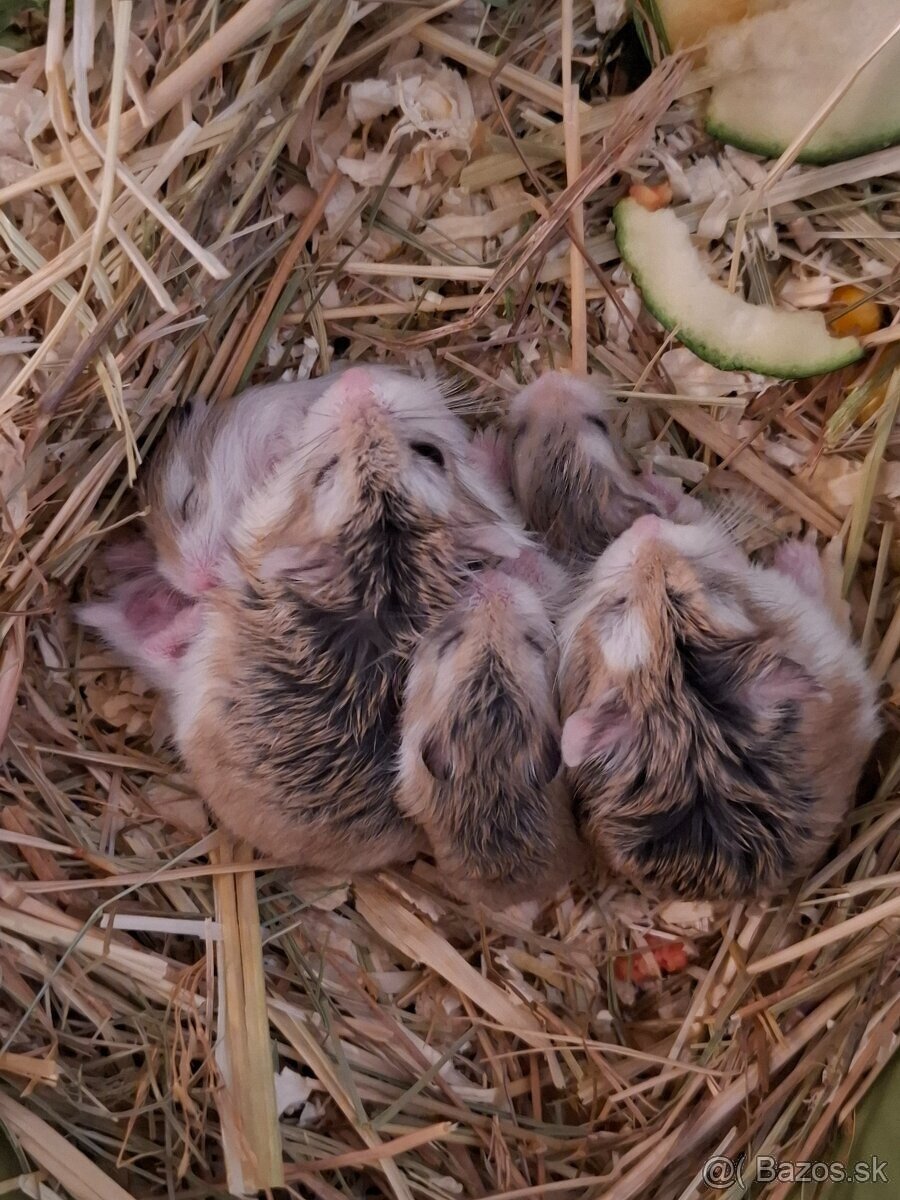 Roborovský škrečok.