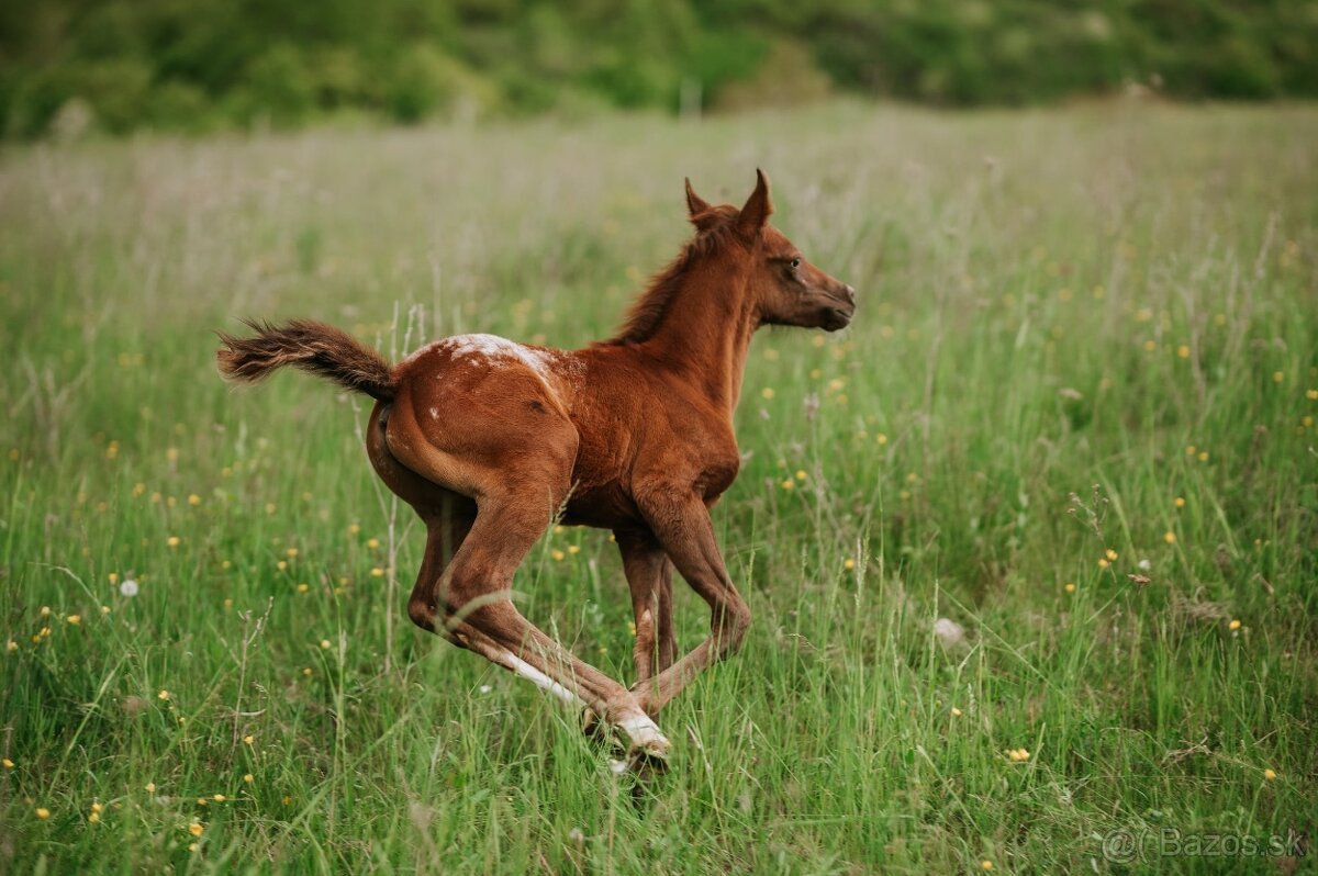 2 mesačný arab x appaloosa