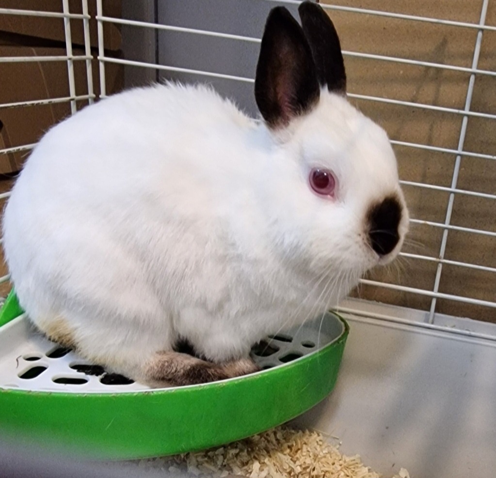 Darujem malého králika do dobrých rúk – len ako miláčika🐰