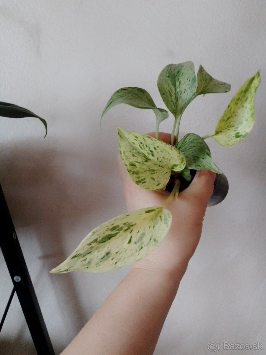 REZERVOVANE Epipremnum Snow Queen