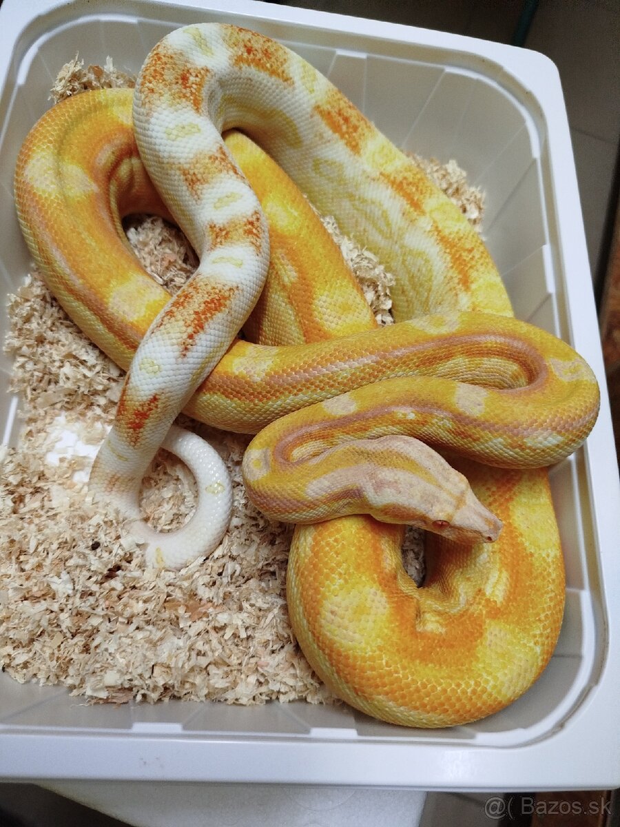 BOA Constrictor INCA
