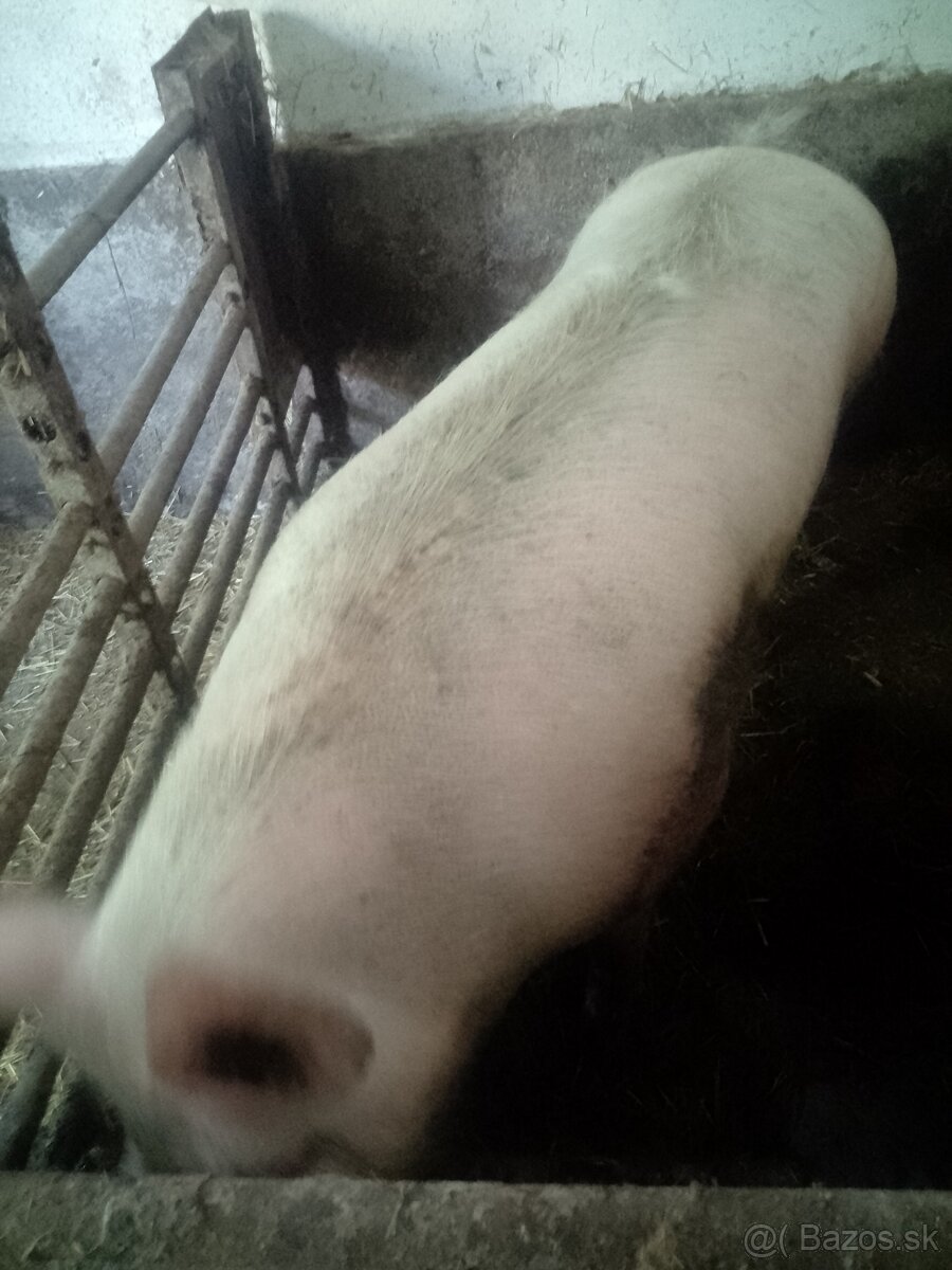 Predám
