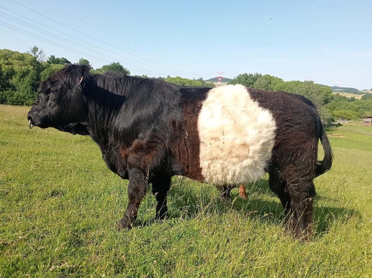 Plemenný býk belted galloway - EKO