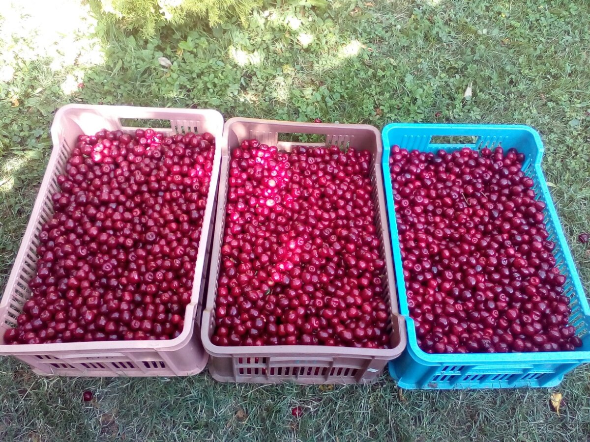 čerešne