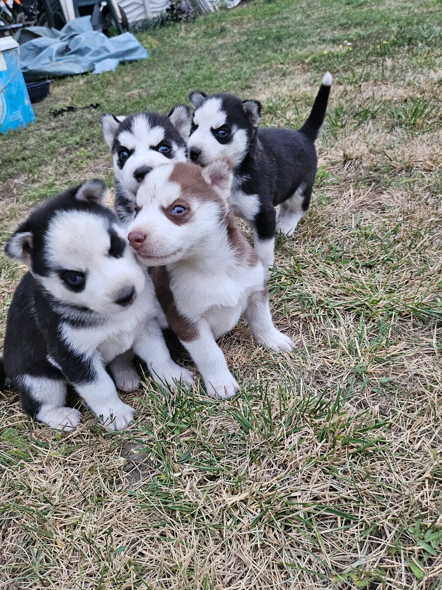 HUSKY šteniatka
