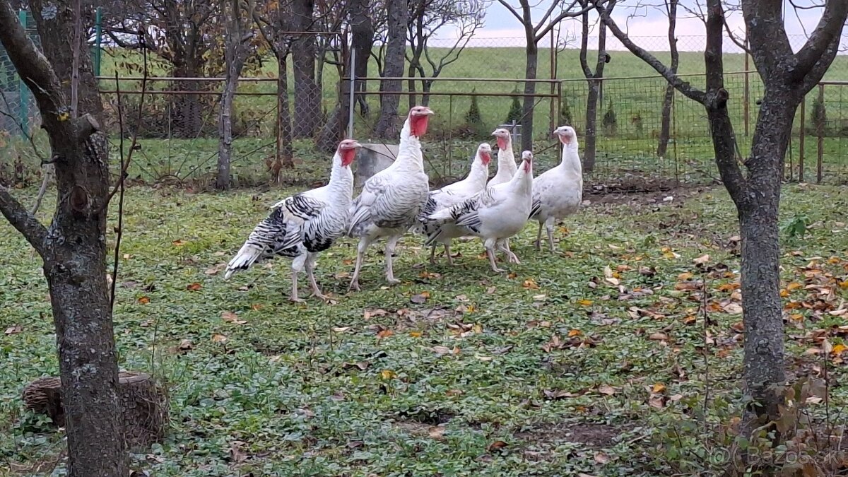 Morky Grolwické na chov