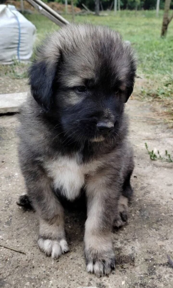 Šteňatá Kaukazský ovčiak