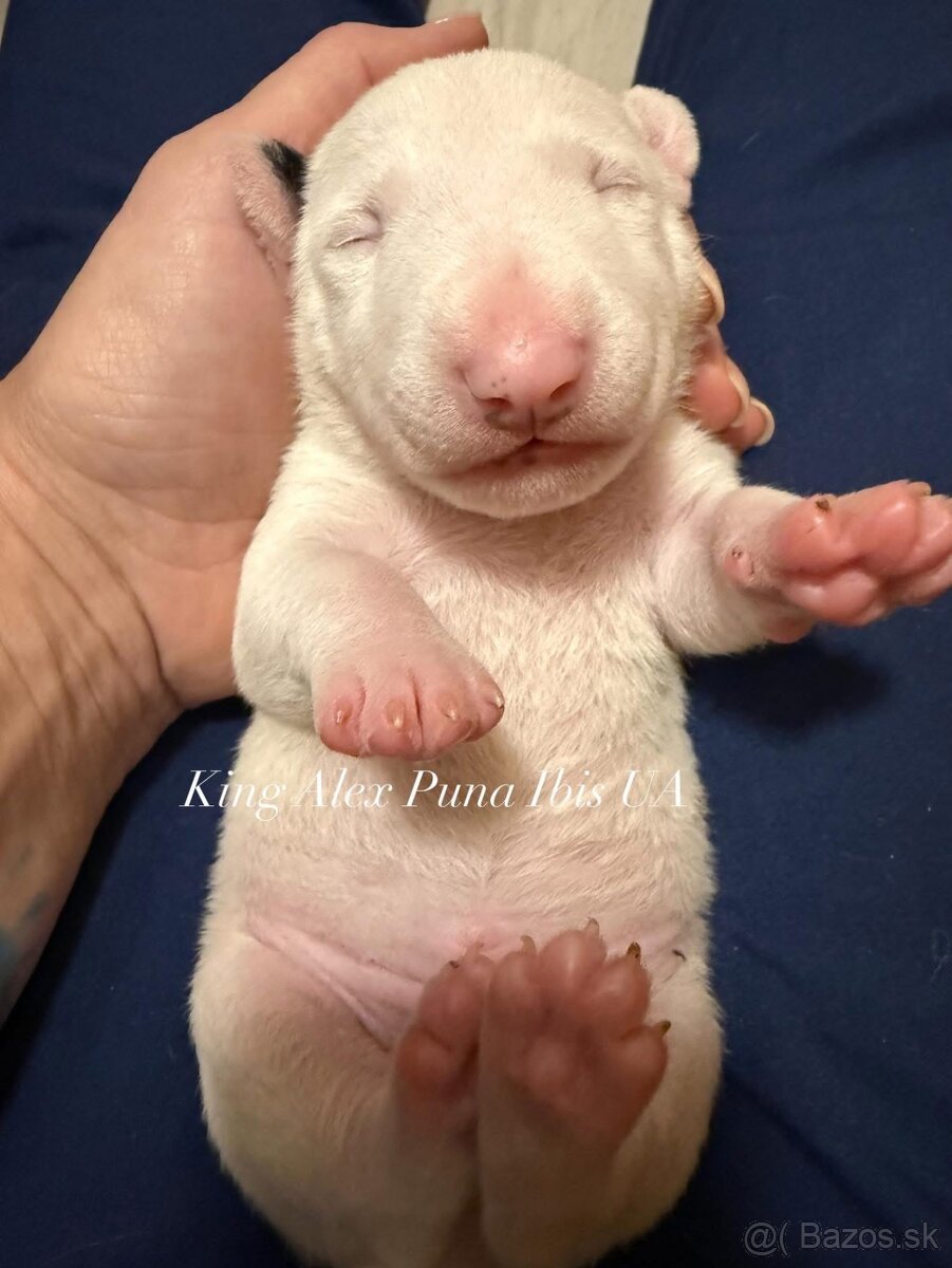 miniaturni bulterier s PP King Alex