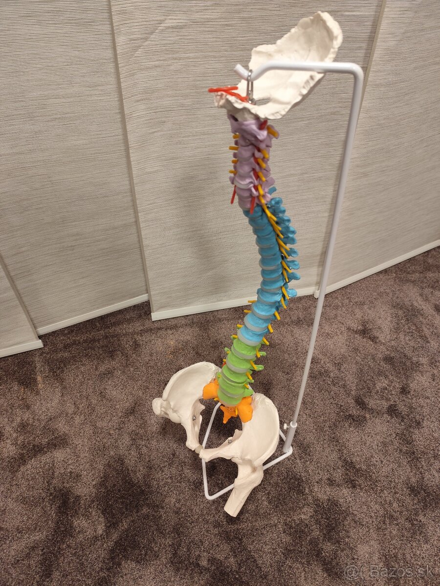 Model chrbtice s panvou Cranstein A-339