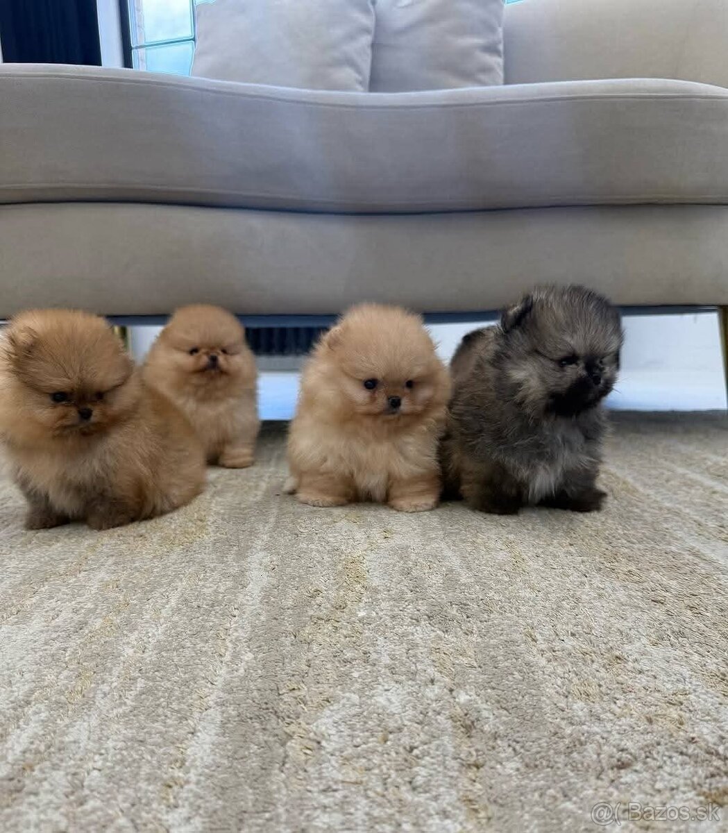 Pomeranian mini