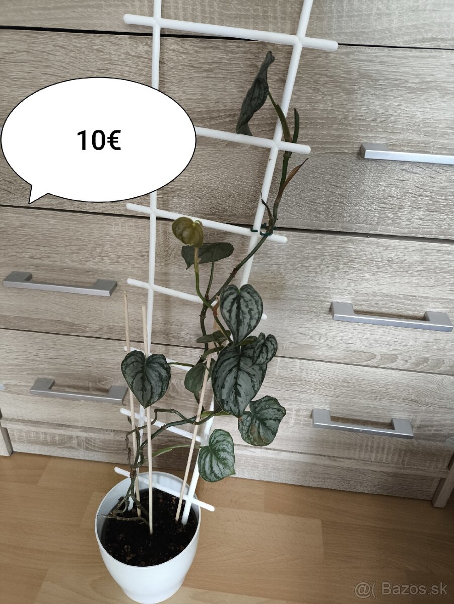 Izbové rastliny k odberu