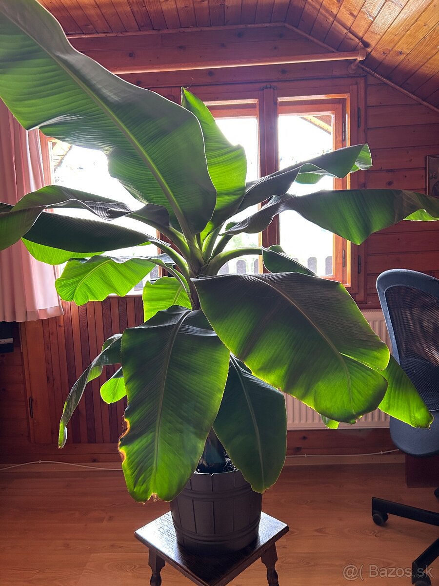 Bananovnik