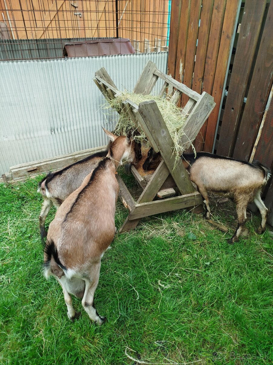Predám kozy