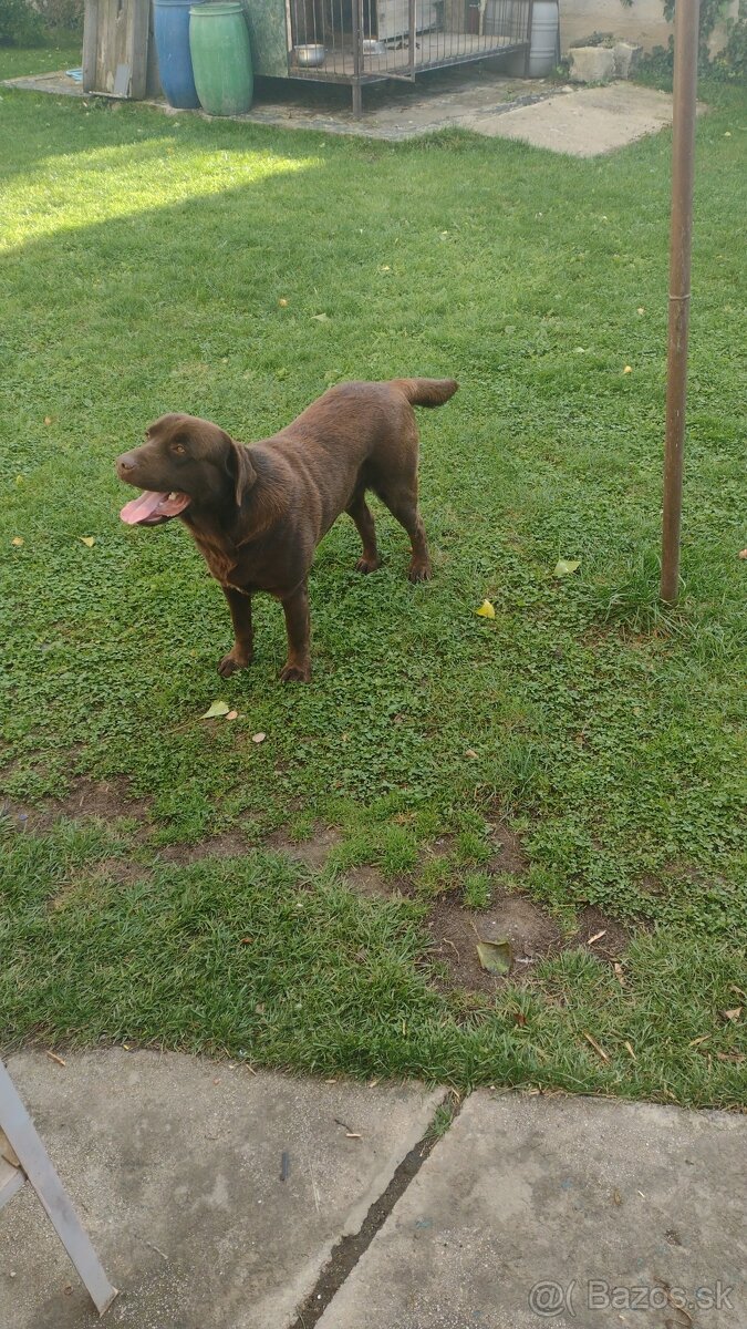 Čokoládovy labrador