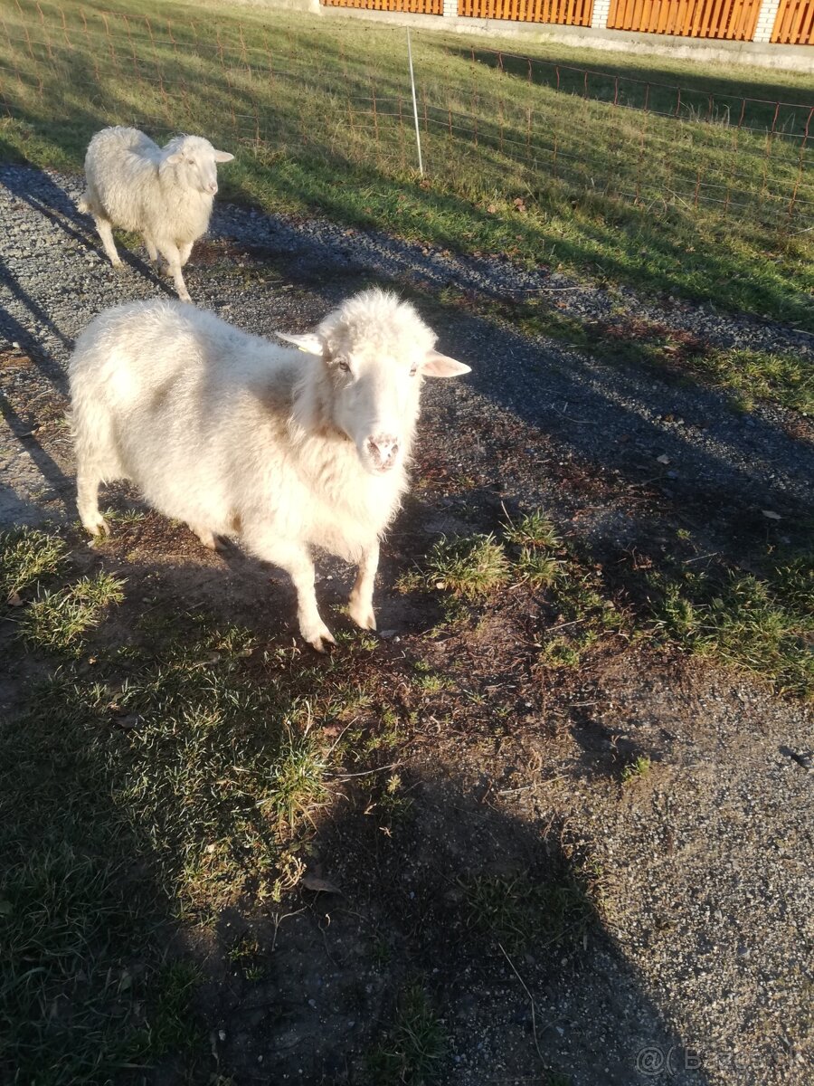 Predám ovcu na mäso