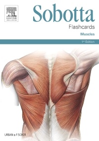 Kúpim presne tieto isté flashcards sobotta muscles