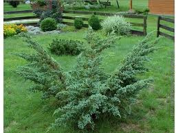 Predám prebytky rastlín borievka blue alps