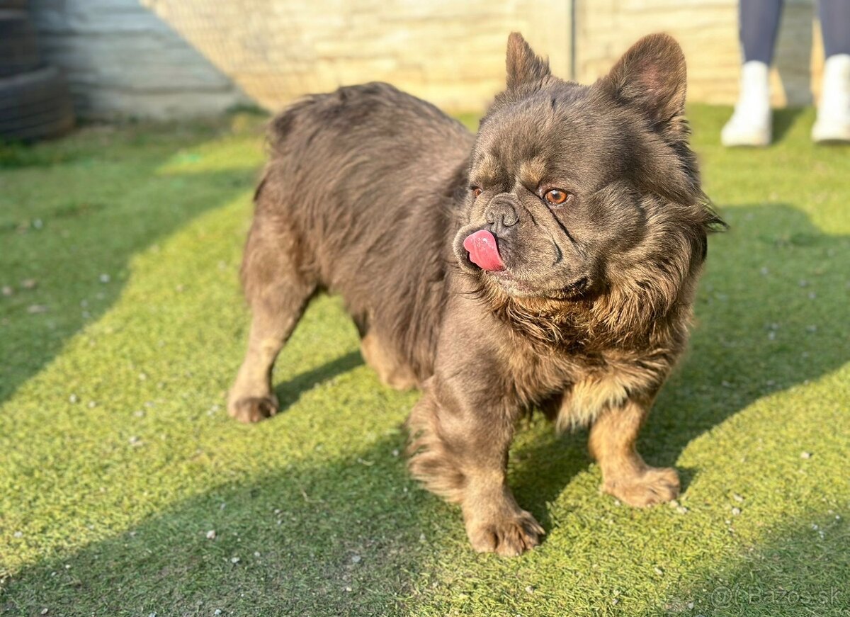 Francúzsky buldoček krytie