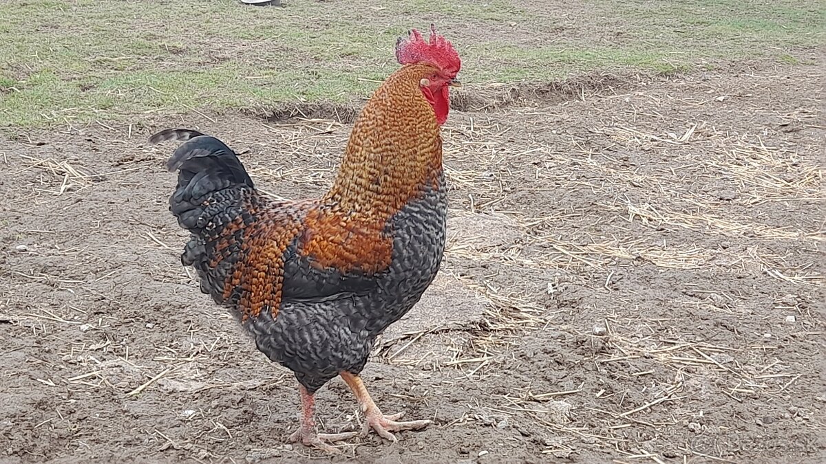 Kohút na predaj.