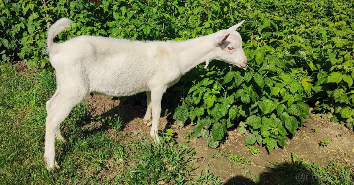 Predám dvojmesačného capka.