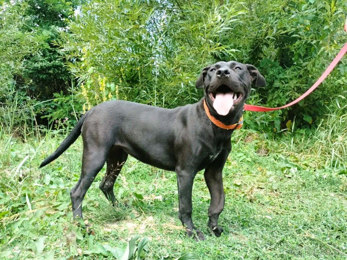 Darujem skvelú rodinnú sučku Daisy - mix bull a labrador
