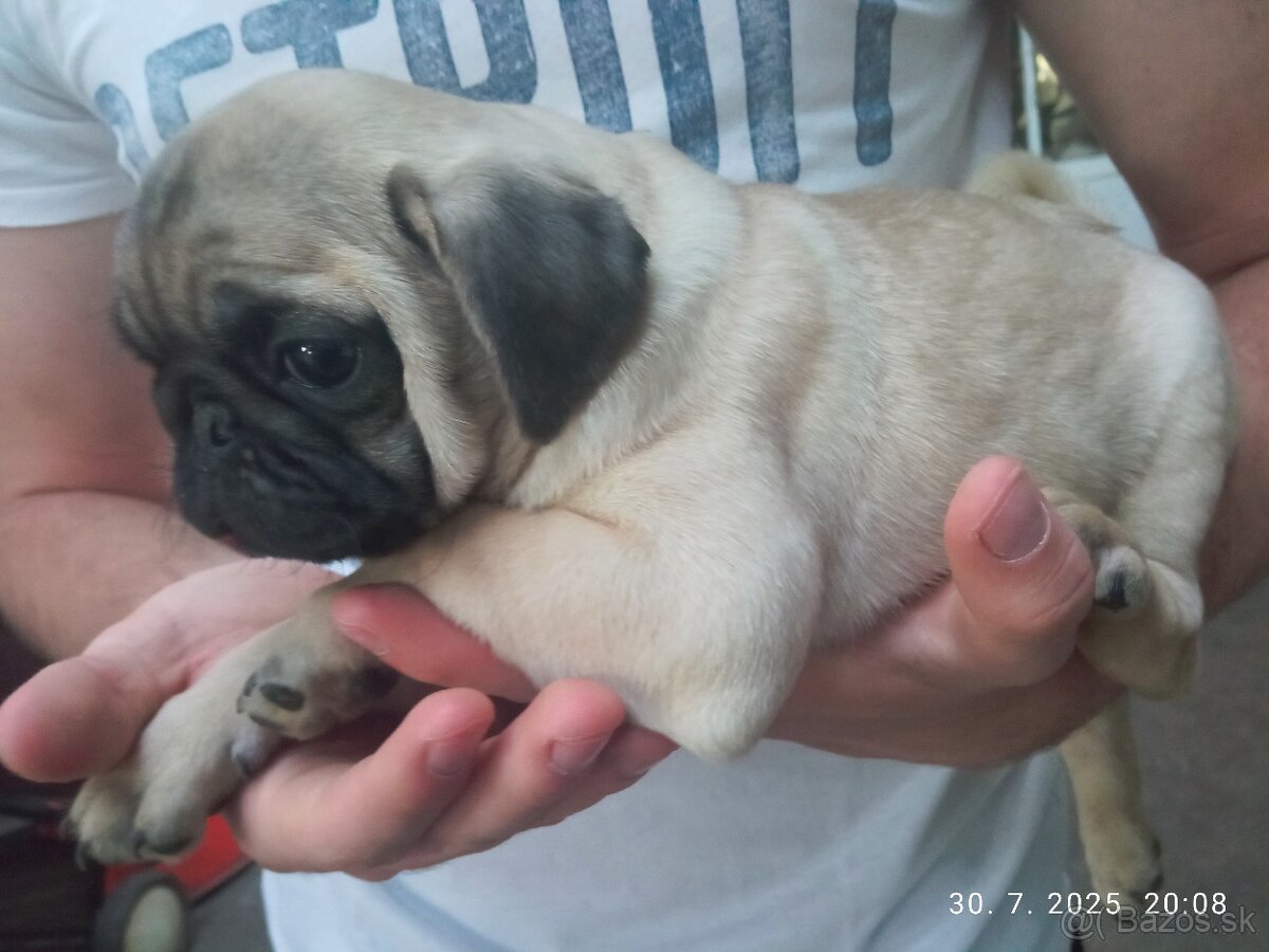 Mops predam
