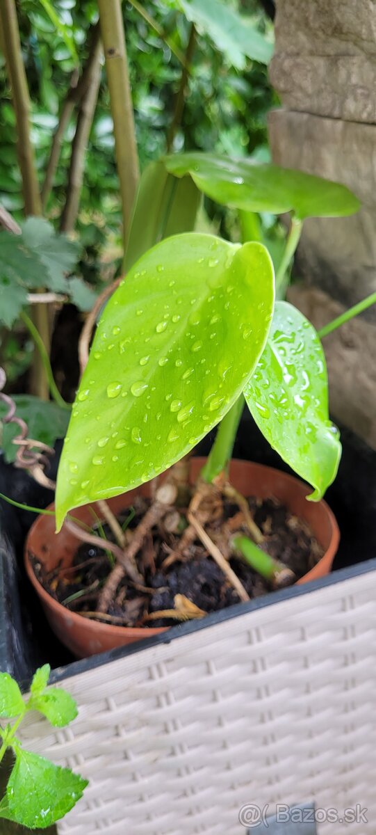 Monstera deliciosa