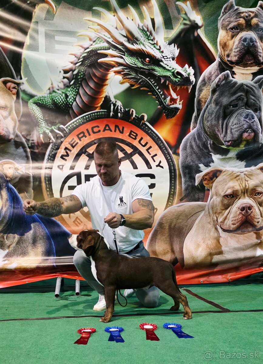American bully - ch.s. Family Muscle Bullies