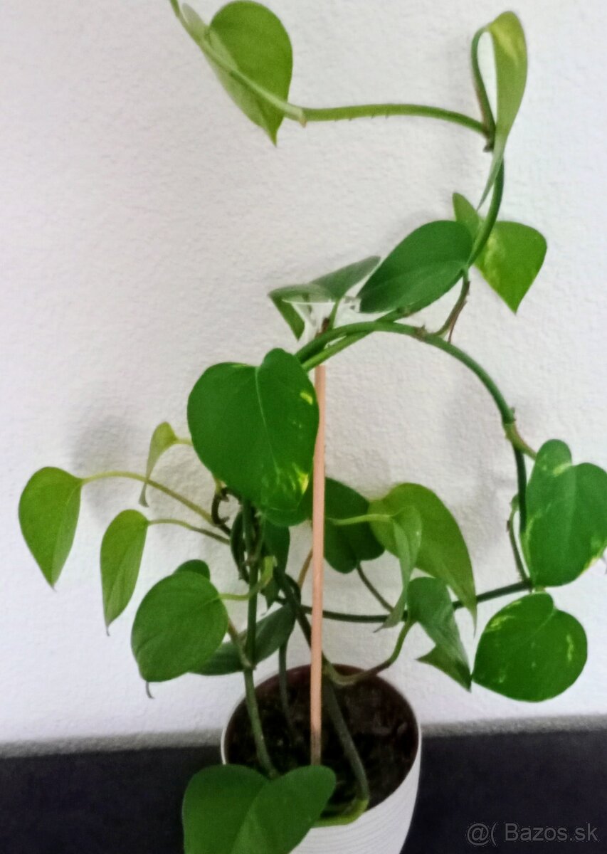 Výmena za kávu Velvet