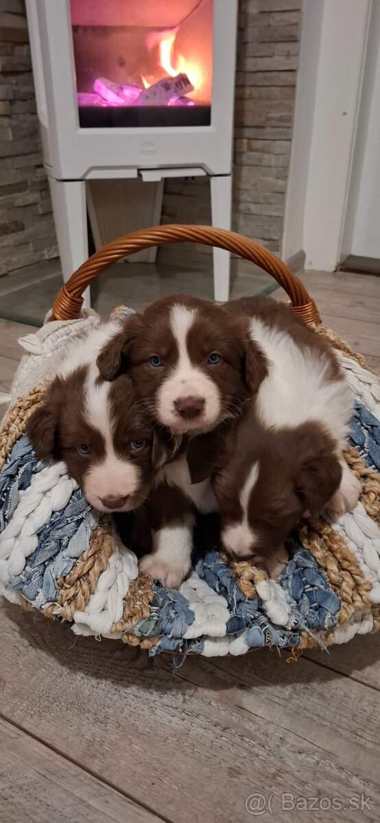 Borderská kólia, Border kólia bez PP