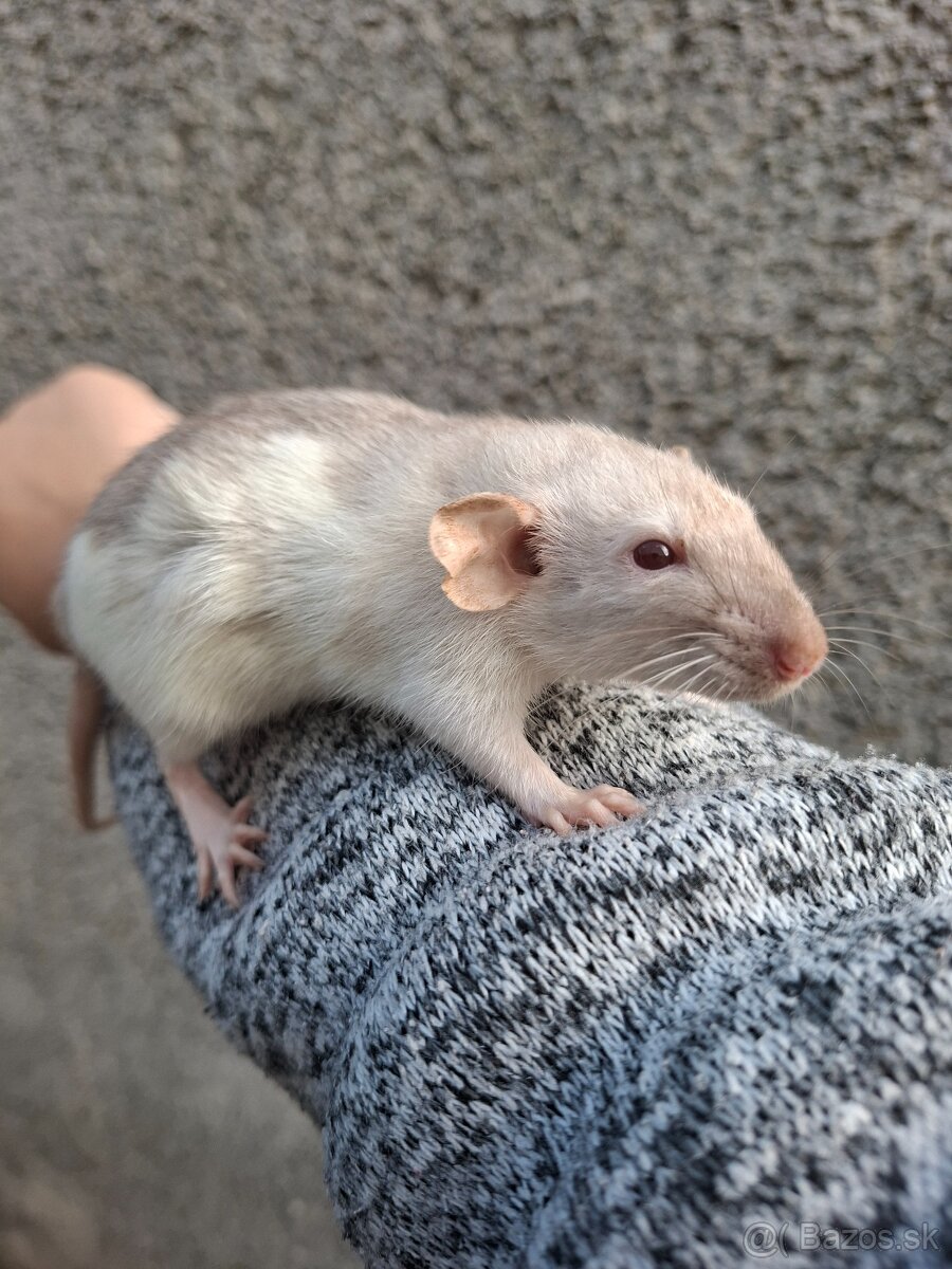 Predám potkanika Dumbo